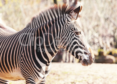 a zebra looks to the right portrait