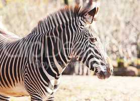 a zebra looks to the right portrait