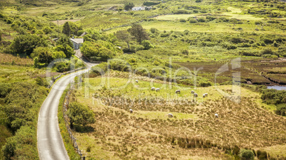 sheeps Ireland