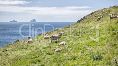 Skellig Ireland