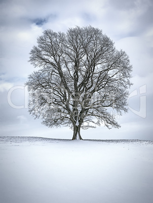 winter tree