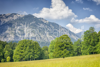 Alps with trees and grass