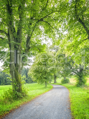 avenue tree green nature