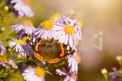 butterfly Vanessa atalanta