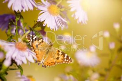 butterfly Vanessa cardui