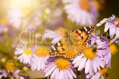 butterfly Vanessa cardui