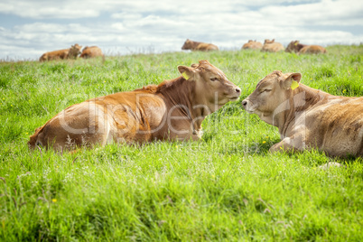 irish cows