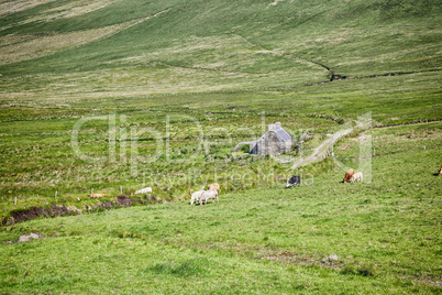 irish landscape