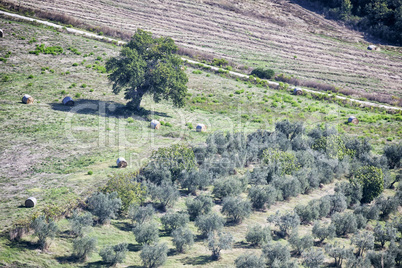 Olive trees