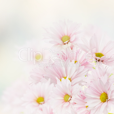 Pink Floral Background