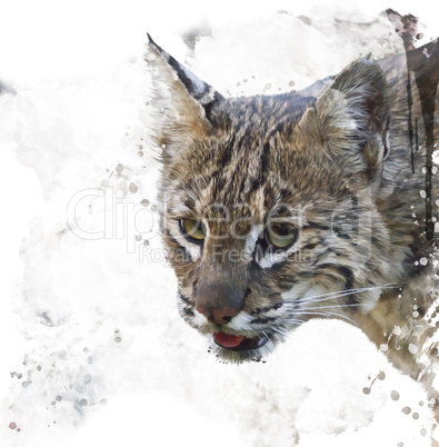 Wild Bobcat Watercolor