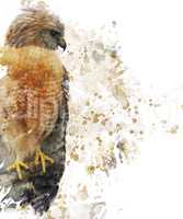 Red Shouldered Hawk Watercolor