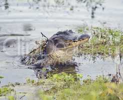 Wild Florida Alligator