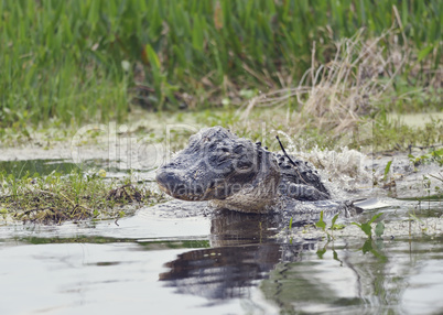 Wild Florida Alligator