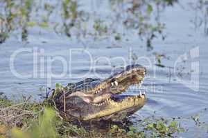 Wild Florida Alligator