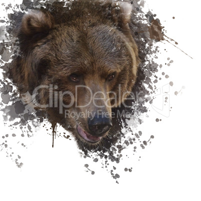 Brown Bear Watercolor
