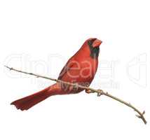 Digital Painting of Male Northern Cardinal