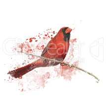 Digital Painting of Male Northern Cardinal