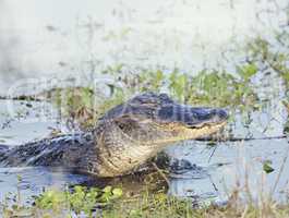 Wild Florida Alligator