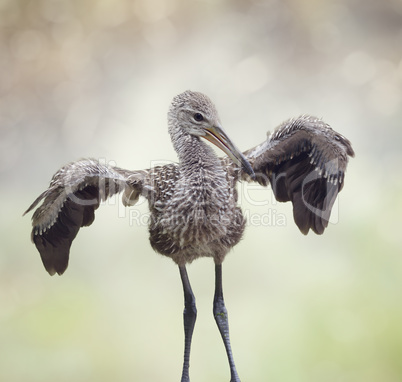 Young Limpkin Bird