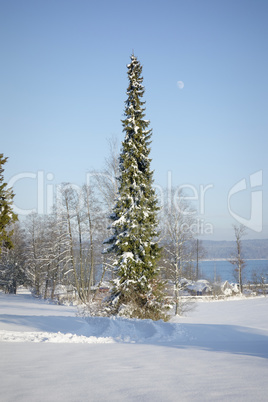 tree and snow