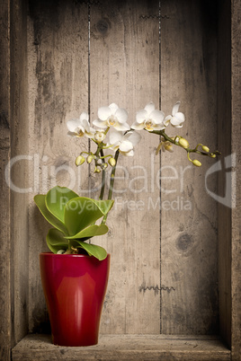 mini orchidee