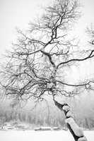 tree and snow