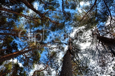 Baumkronen unter blauem Himmel