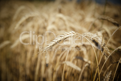 wheat field