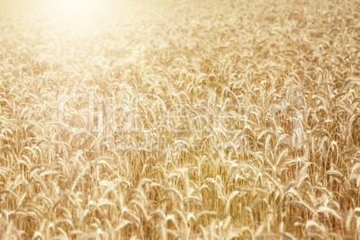 wheat field