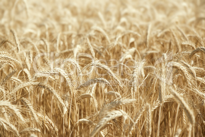 wheat field