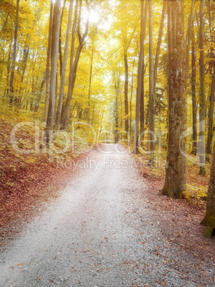 autumn forest