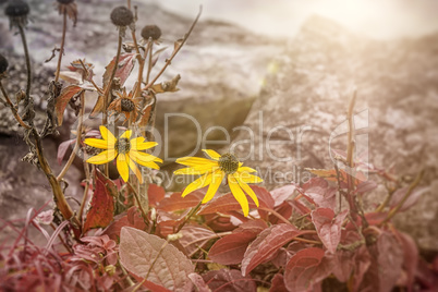 sunflowers