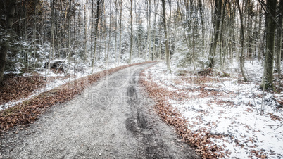 winter forest