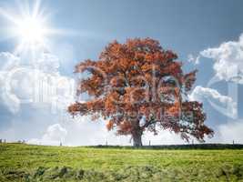 red tree and meadow