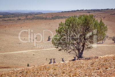 Australian scenery with kangaroos under the tree