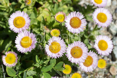 Seaside Fleabane - Erigeron Glaucus