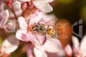 Bee (Anthophila) on white and pink flowers