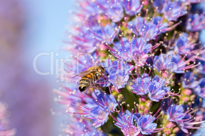 Bee (Anthophila) on Pride of Madeira (Echium Candicans) flower