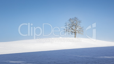 lonely winter tree