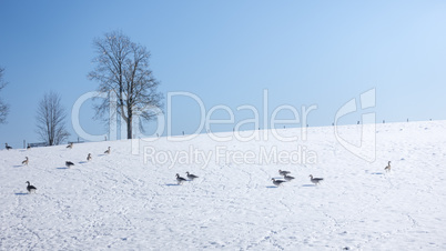 Geese winter scenery