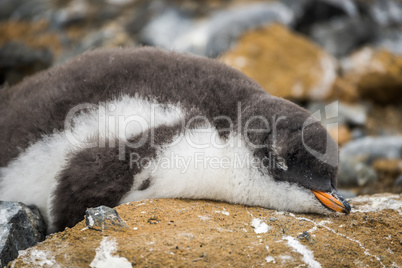 Adelie penguin asleep on rock with guano