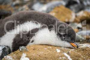 Adelie penguin asleep on rock with guano