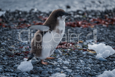 Adelie penguin chick running along stony beach