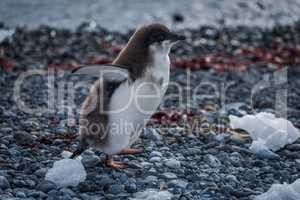 Adelie penguin chick running along stony beach