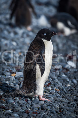 Adelie penguin in sunshine looking at camera