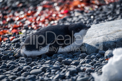 Adelie penguin in sunshine lying on shingle