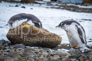 Adelie penguin lying on rock beside another