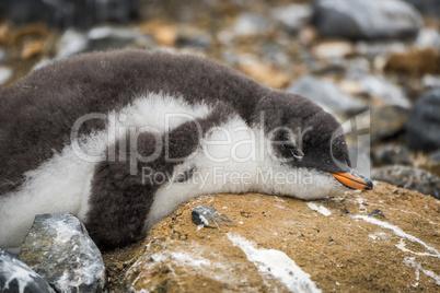 Adelie penguin on rock spattered with guano