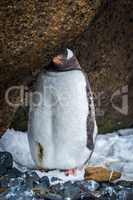 Adelie penguin on snow under overhanging rock